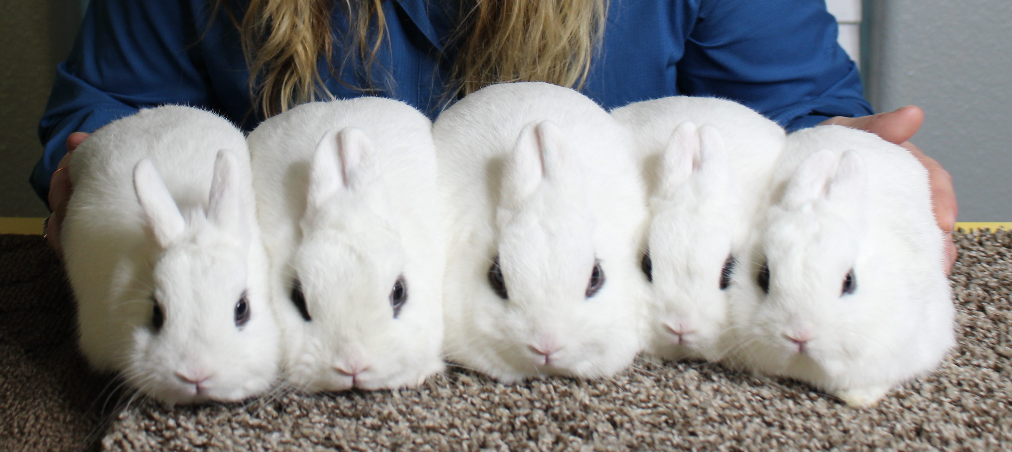 dwarf hotot breeders